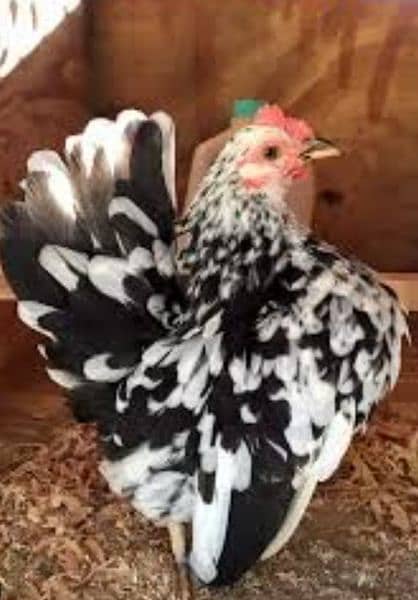 blue heavy, japnies molted and coco . black bharama chicks available 8