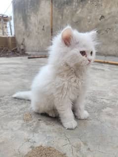 Persian store cat olx