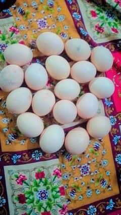 aseel eggs or chickes for sale