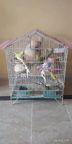 Parrot cage for sale 2024 olx