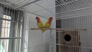 Green Fisher & Lutino birds Cage and Complete Setup for Urgent sale