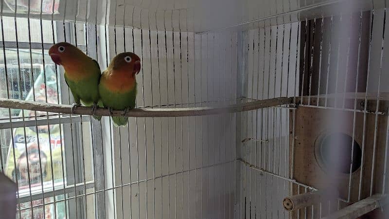 4 Pair (3Green Fisher &  1 Lutino) birds for Urgent sale 4