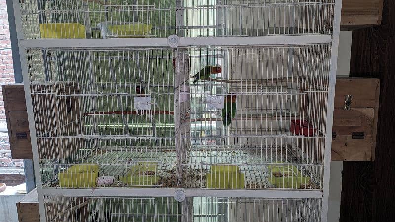 4 Pair (3Green Fisher &  1 Lutino) birds for Urgent sale 5