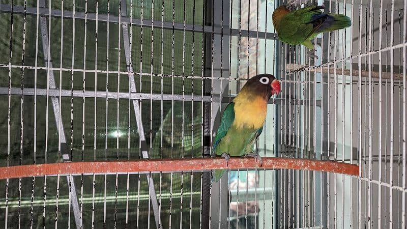 4 Pair (3Green Fisher &  1 Lutino) birds for Urgent sale 8