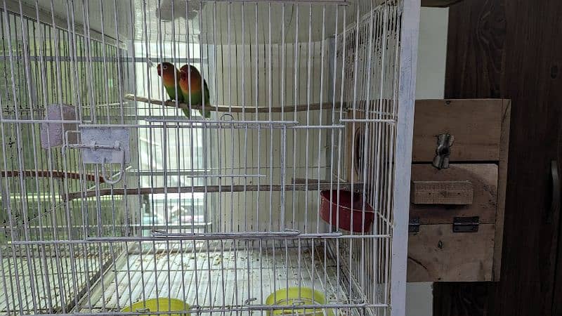 4 Pair (3Green Fisher &  1 Lutino) birds for Urgent sale 9