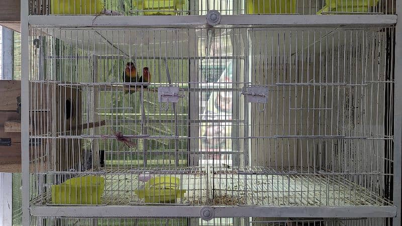 4 Pair (3Green Fisher &  1 Lutino) birds for Urgent sale 10