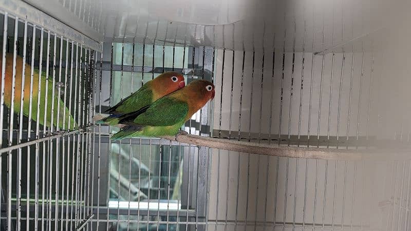 4 Pair (3Green Fisher &  1 Lutino) birds for Urgent sale 15