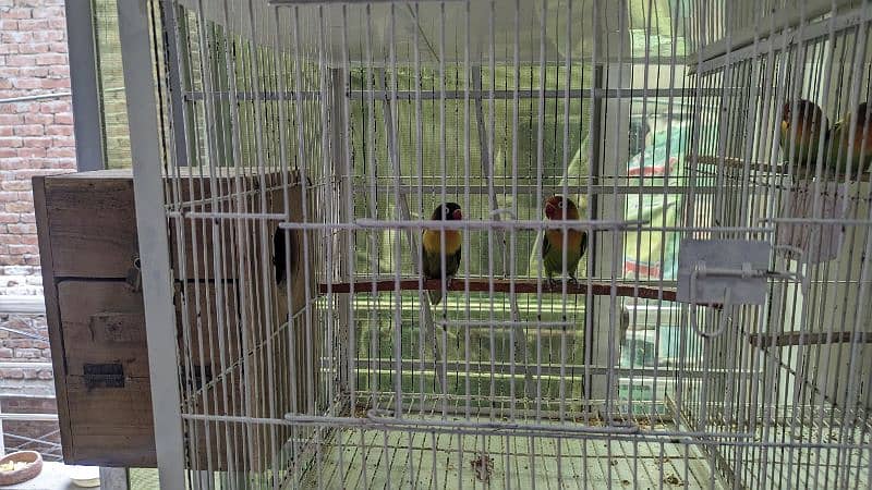4 Pair (3Green Fisher &  1 Lutino) birds for Urgent sale 16