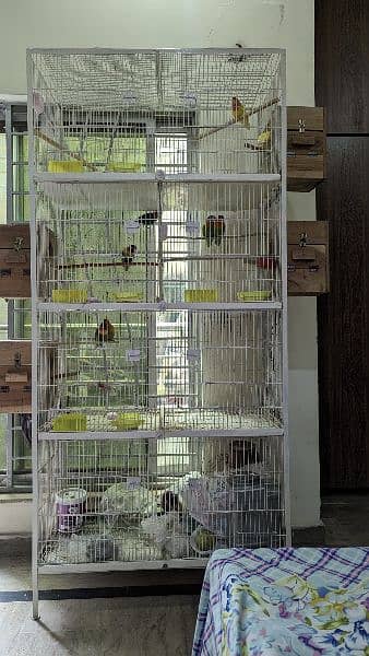4 Pair (3Green Fisher &  1 Lutino) birds for Urgent sale 19