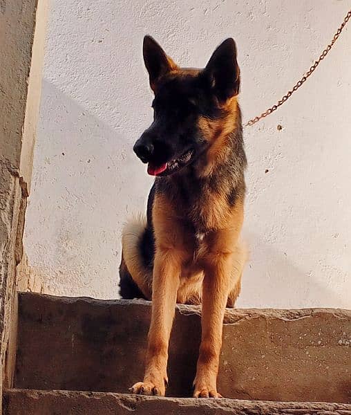 German Shaperd male dog 9 Months Age 1