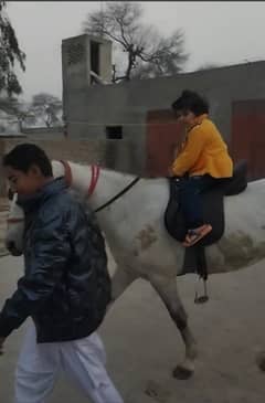 sawa horse full trained tang nhi marta bacha sawari kr skta ha dancer