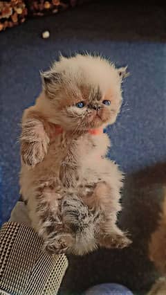 Pure Persian kittens/ Peke piki face Cute kittens/ Cat babies for sale
