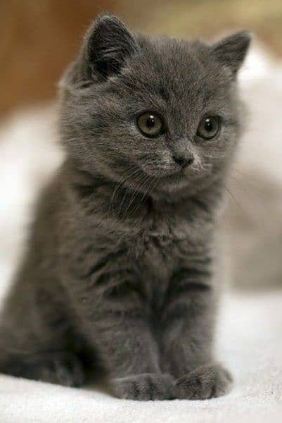 British shorthair cat for sale 4
