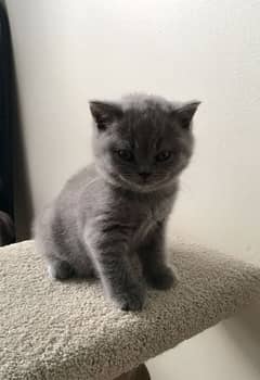 British shorthair cat for sale 0