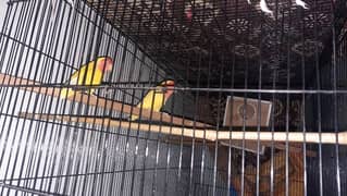 lovebirds pair urgent sale, fully healthy