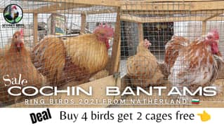 COCHIN BANTAM | RING BIRDS 2021