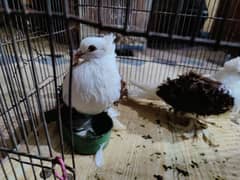 American fantail pigeon breeder pair for sale