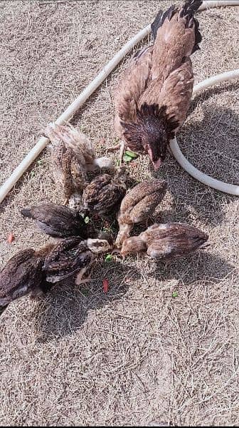 Aseel Eggs and Chicks 6