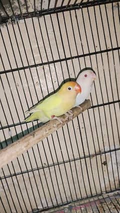 Love Birds BREADER PAIR