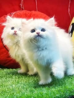 Pure Persian Kittens For sale (Cash on delivery)