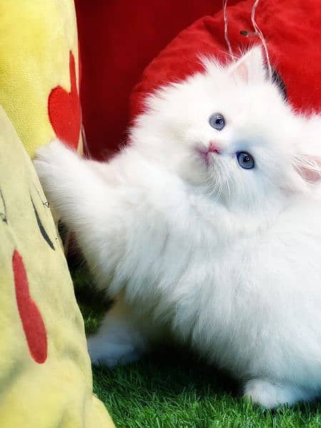 Pure Persian Kittens For sale (Cash on delivery) 1