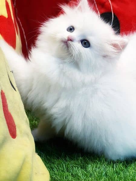 Pure Persian Kittens For sale (Cash on delivery) 2