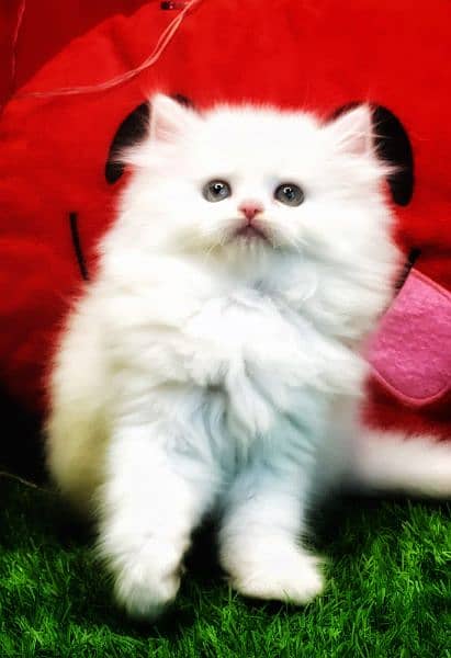 Pure Persian Kittens For sale (Cash on delivery) 3