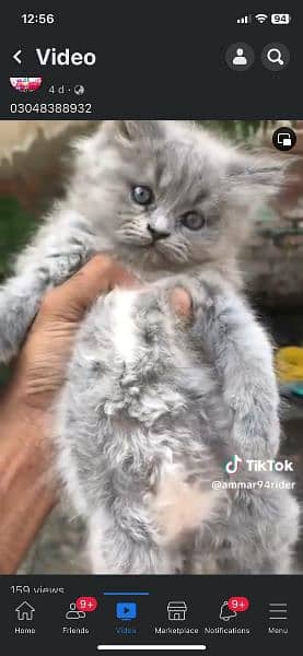 Pure Persian Kittens For sale (Cash on delivery) 12