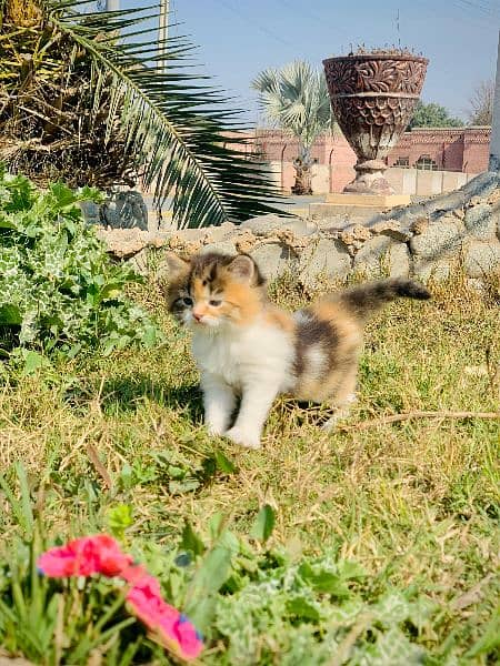 Pure Persian Kittens For sale (Cash on delivery) 15