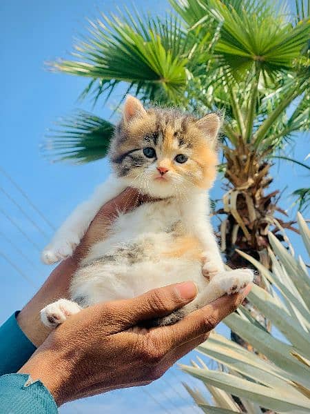 Pure Persian Kittens For sale (Cash on delivery) 16