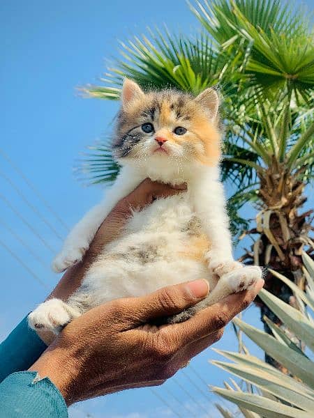 Pure Persian Kittens For sale (Cash on delivery) 17