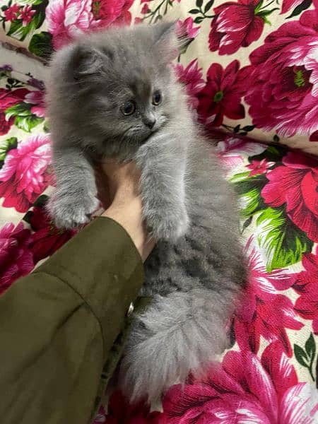 Pure Persian Kittens For sale (Cash on delivery) 19