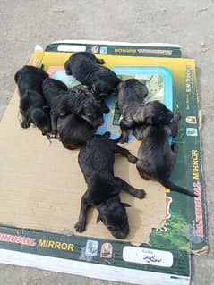 elshthion dog puppies