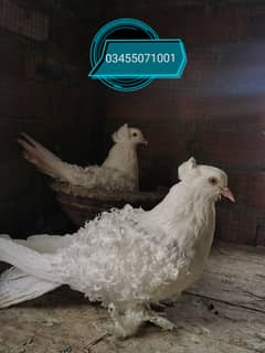 White Frillback breeder and DR bloodline Quality Denish 6 kalli pair 0