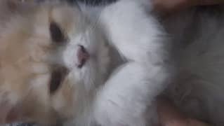 Persian Male Cat 0