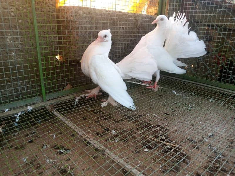 breedr english fantail pairs for sale 2