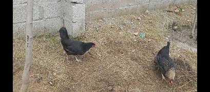 Andy deeny wali murghe 0r andy eggs  for sell location mirza attock