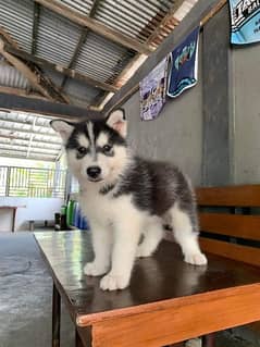 Olx husky puppies for hot sale sale