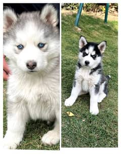 Husky store puppy olx