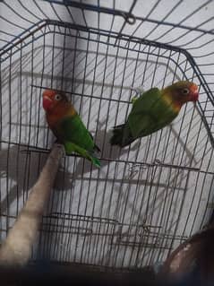 love birds pair with cage