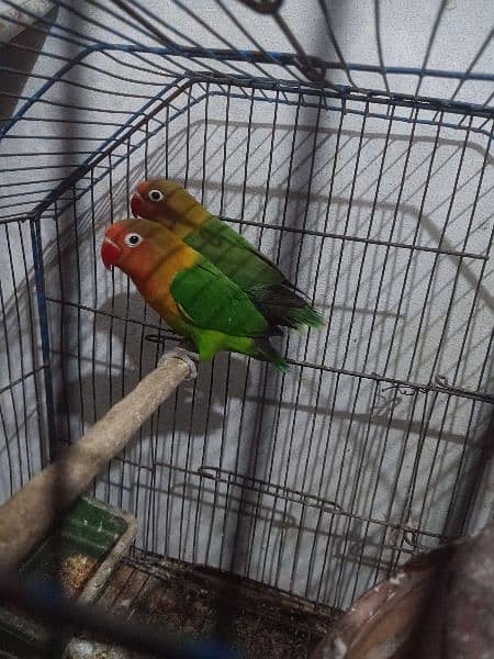 love birds pair with cage 1