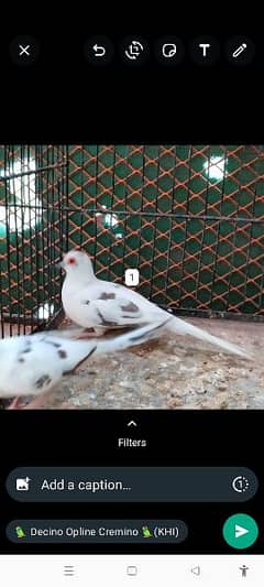 All dove red pied blue pied silver pied and dimend pied and com dove 0