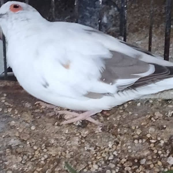 All dove red pied blue pied silver pied and dimend pied and com dove 1
