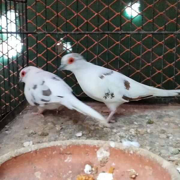 All dove red pied blue pied silver pied and dimend pied and com dove 4
