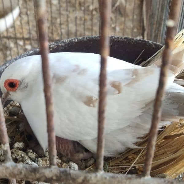 All dove red pied blue pied silver pied and dimend pied and com dove 5