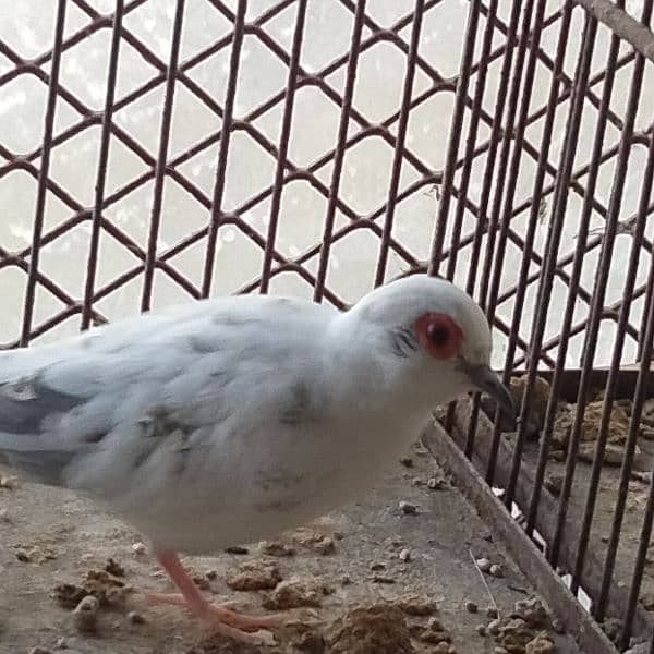 All dove red pied blue pied silver pied and dimend pied and com dove 6