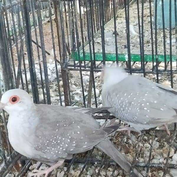 All dove red pied blue pied silver pied and dimend pied and com dove 8