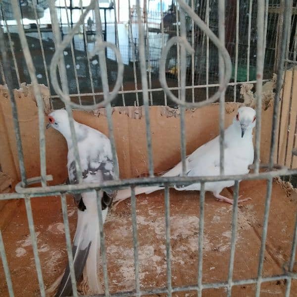 All dove red pied blue pied silver pied and dimend pied and com dove 9