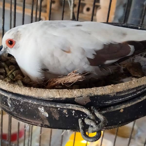 All dove red pied blue pied silver pied and dimend pied and com dove 10