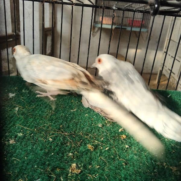 All dove red pied blue pied silver pied and dimend pied and com dove 11